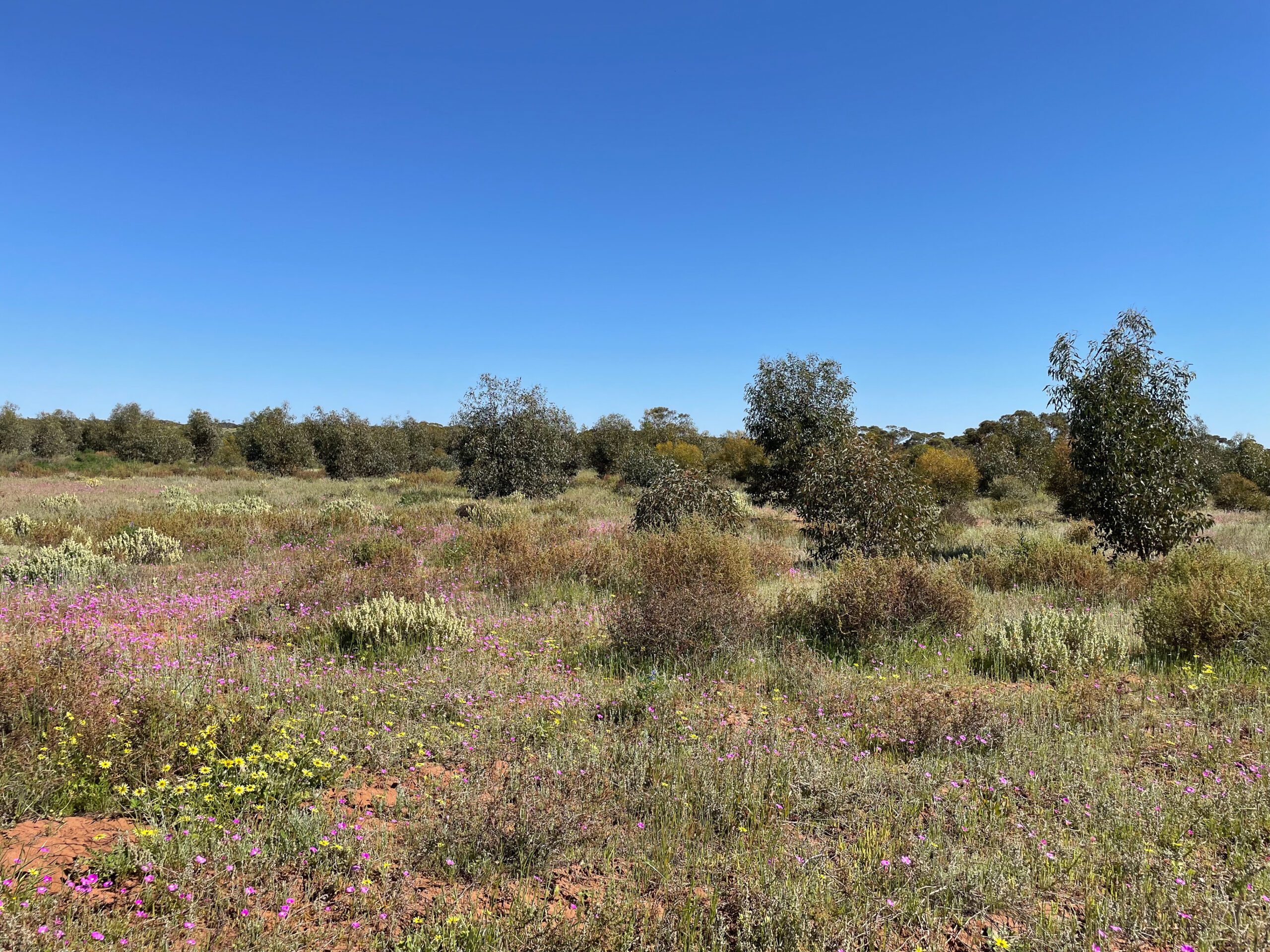 Landscape with low lying grass in the foreground and young Eucalyptus trees in the background