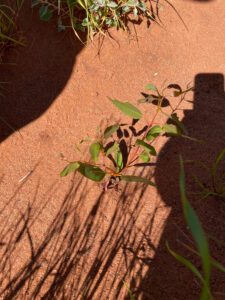 Eucalyptus tree emerging from red dirt
