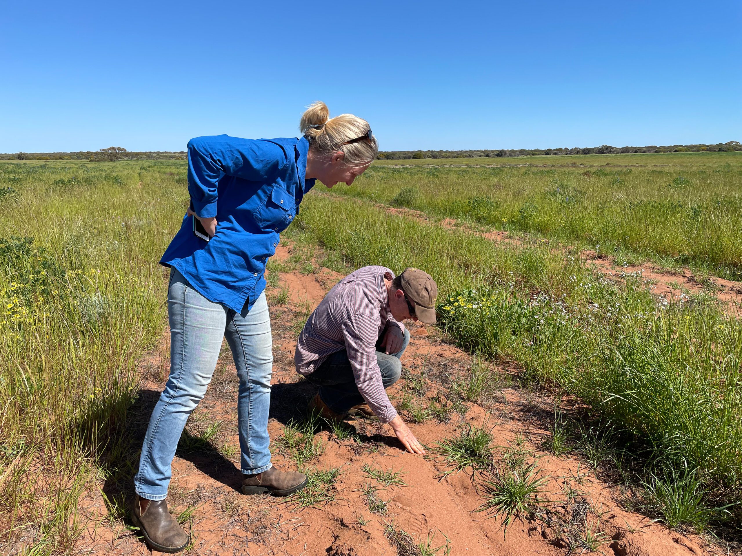 Woman in a blue shirt and jeans standing behind a man who is crouched down in a field pointing at something on the ground.