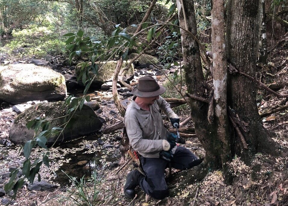 Man in khaki shirt and hat kneeling next to a large tree removing surrounding weeds