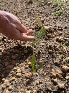 Close up of two young native Australian seedlings with man's hand reaching out to touch the seedling in the background