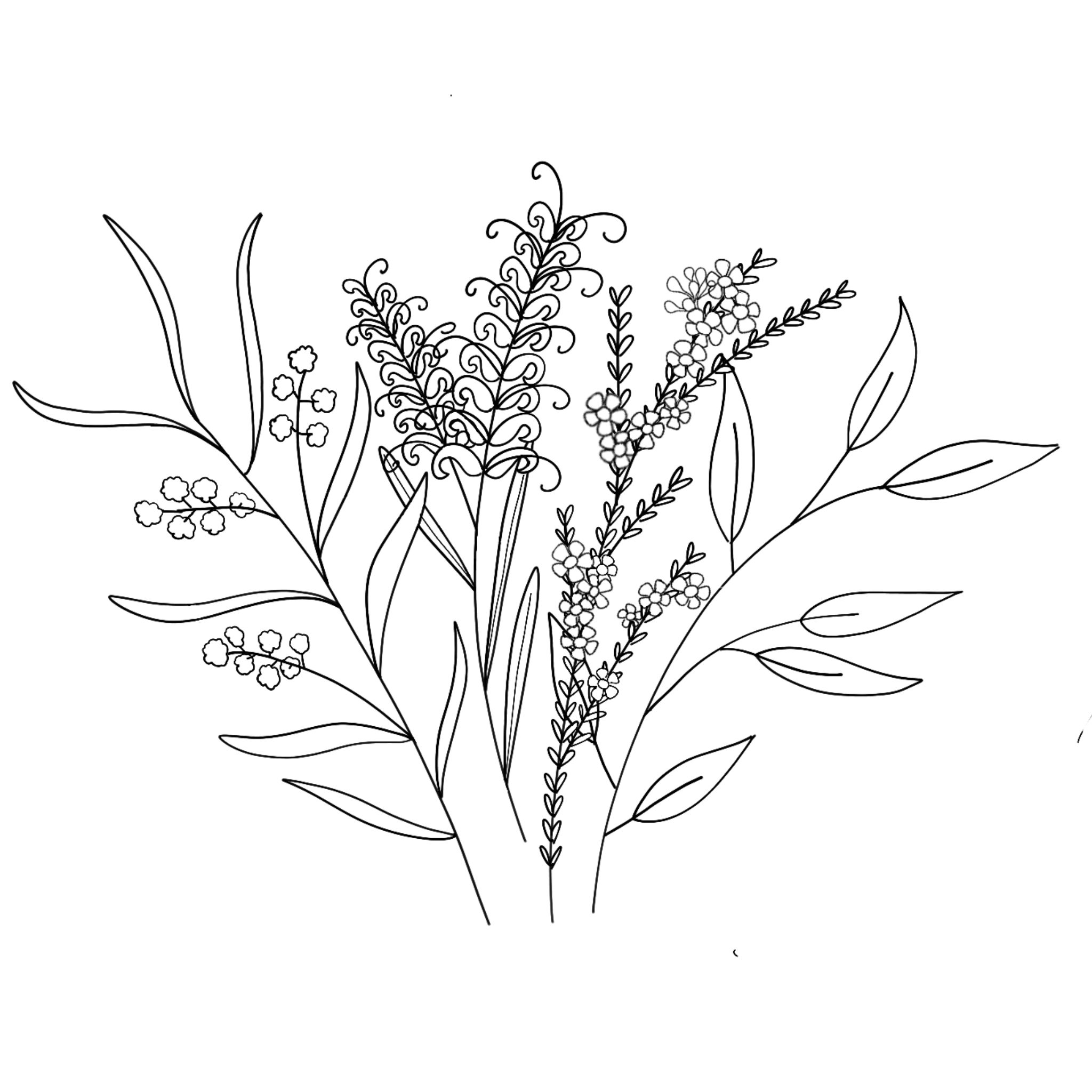 Native species illustration