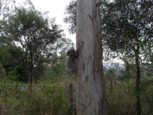 A koala halfway up a tall Eucalyptus tree