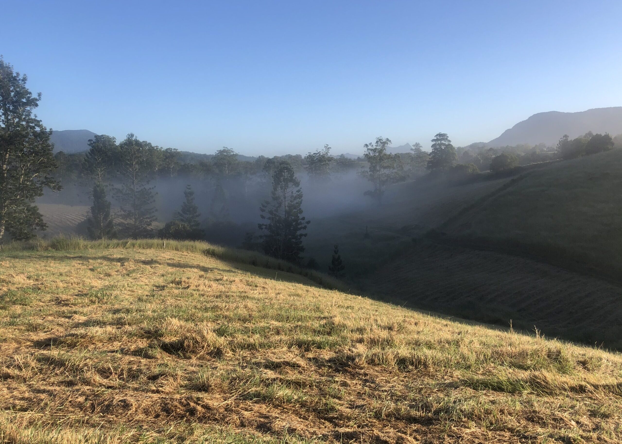 Landscape with rolling hills and sparse trees with fog in the distance