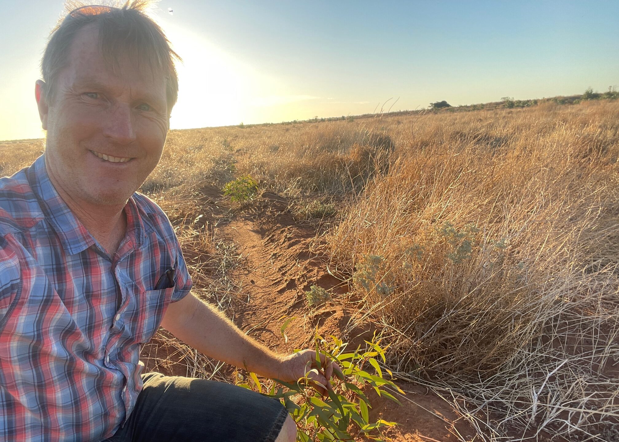 Man squatting down next to eucalyptus seedling in paddock