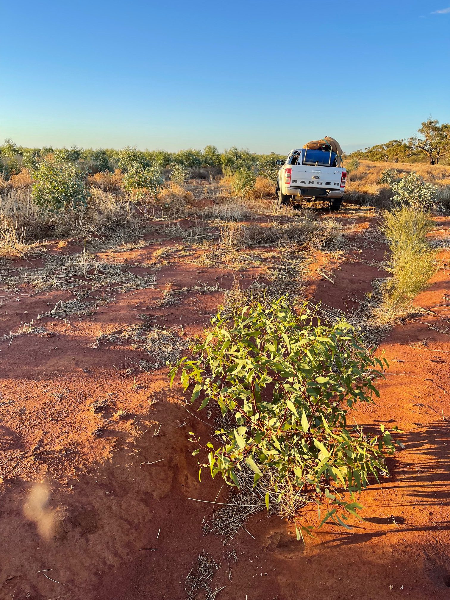 Healthy seedling growing in red dirt with white ute in the background
