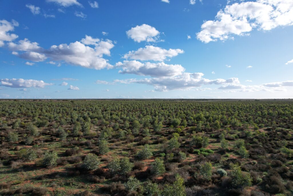 Drone photo of thousands of native Australian trees