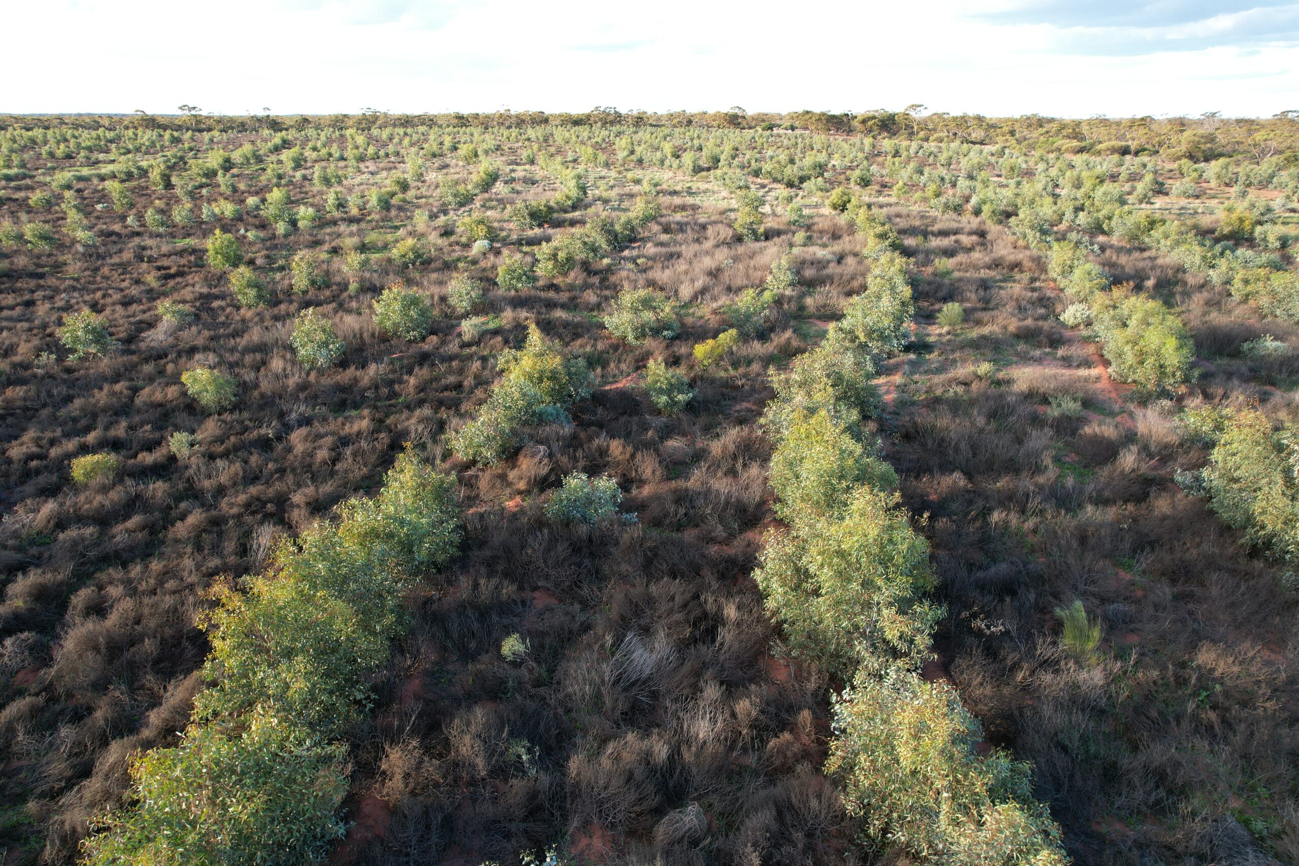 Curved planting rows