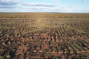 Drone photo of trees in planting rows