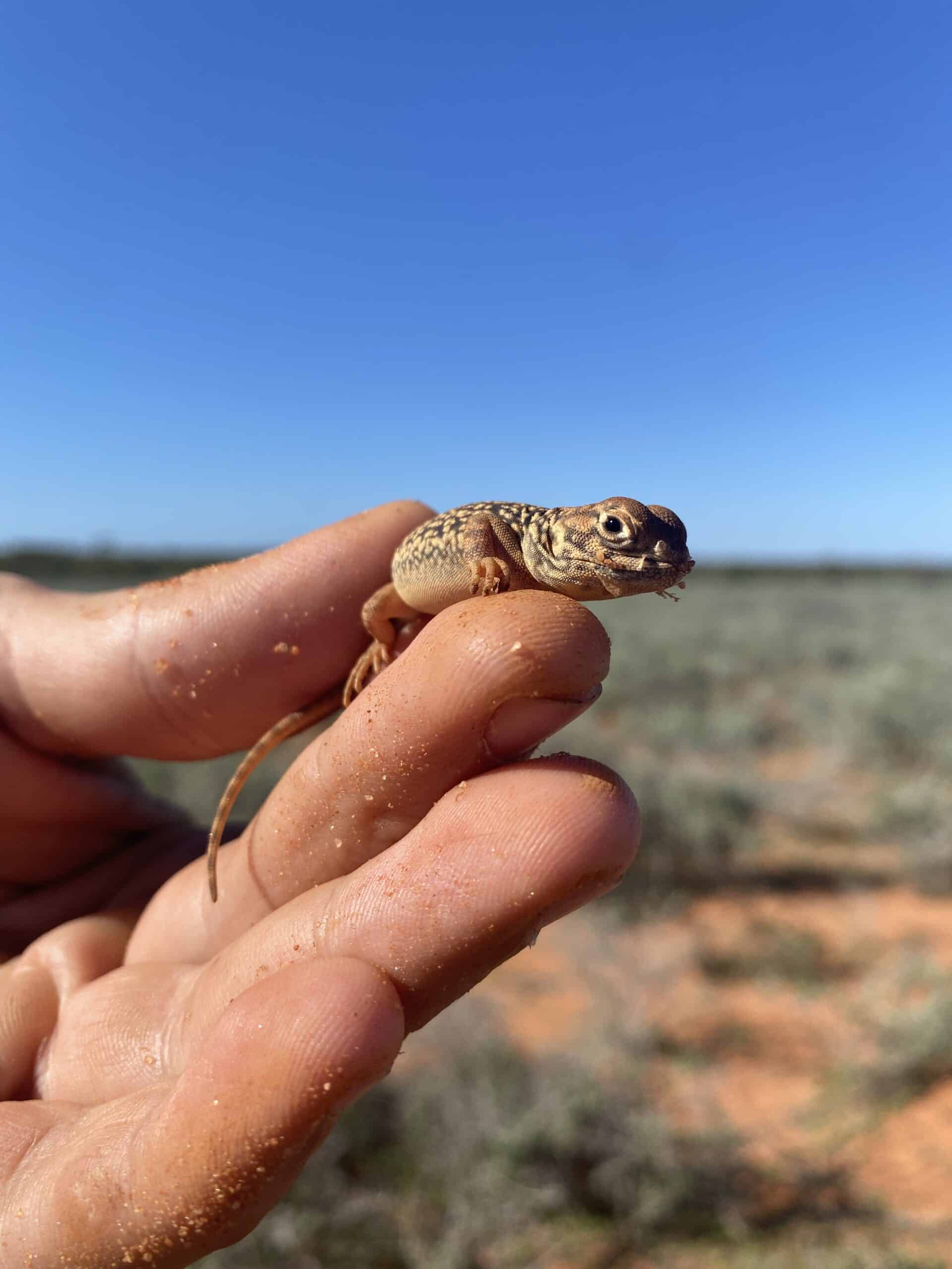 Small lizard in someones hand