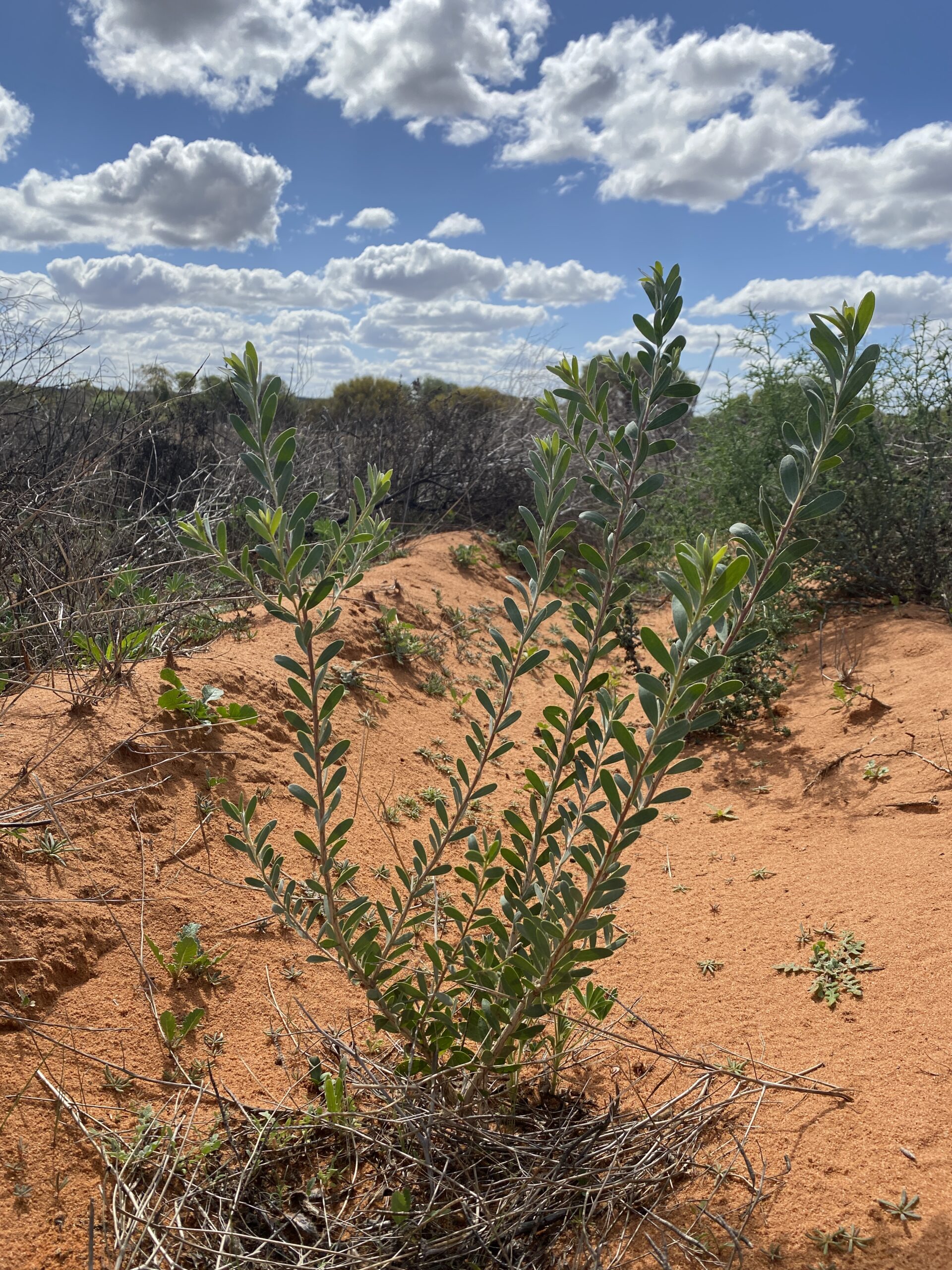 Small shrub on red soil