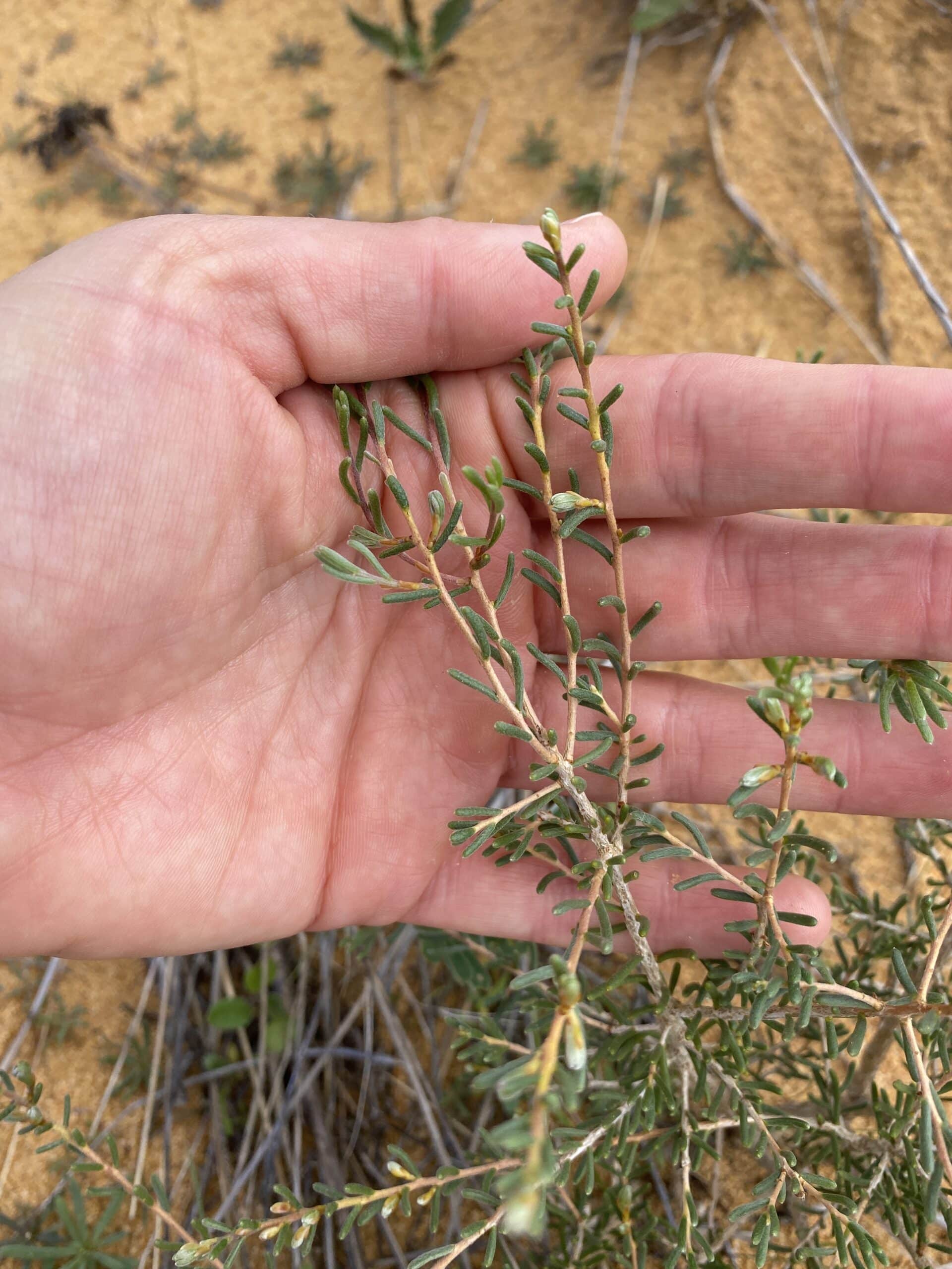 CLose up photo of persons hand holding small leaves