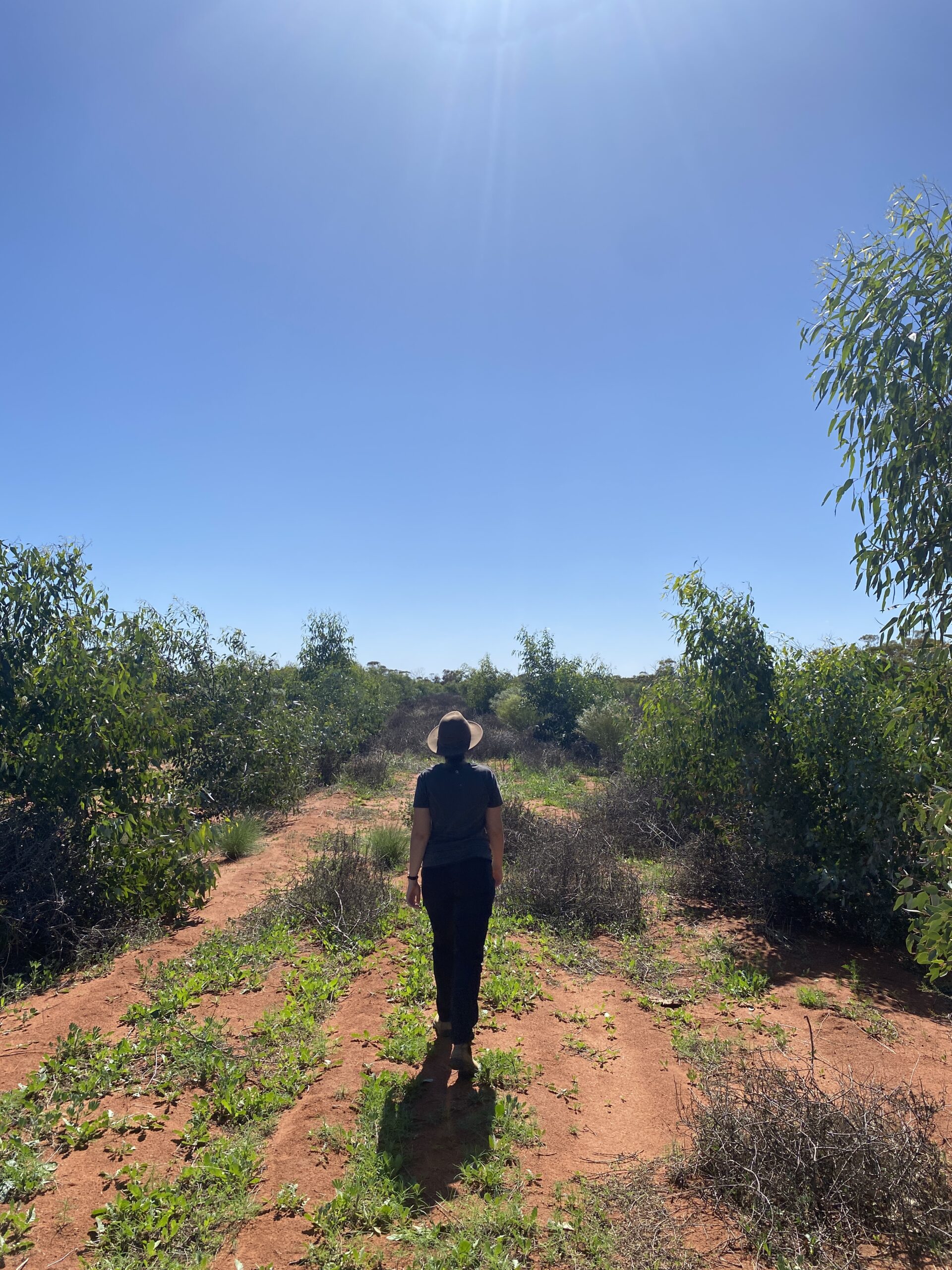 Woman walking inbetween two planting rows
