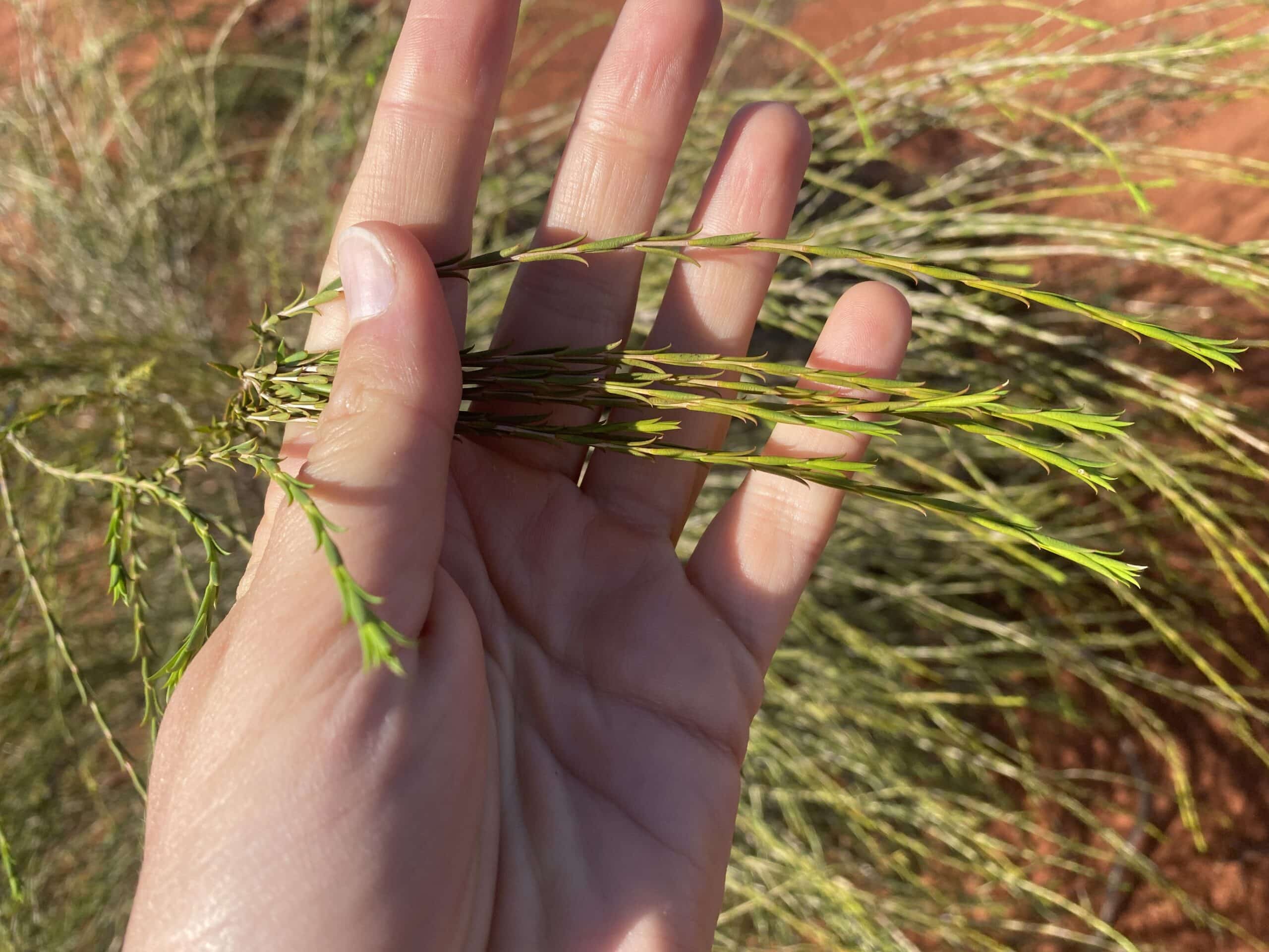 Hand holding thin, spiky leaves