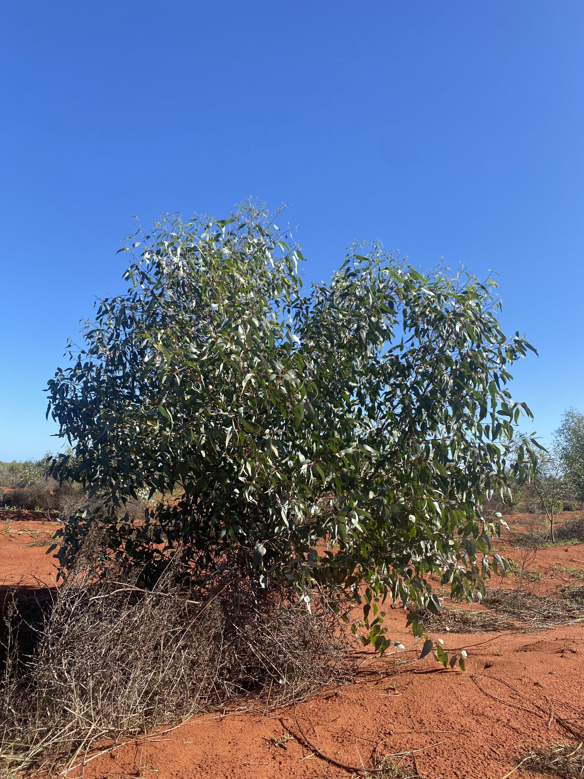 Large shrub