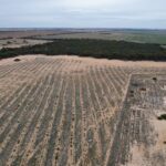 Drone image of planting site with rows