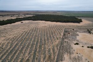 Drone image of planting site with rows