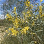 Wattle plant with yellow flowers