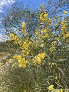 Wattle plant with yellow flowers
