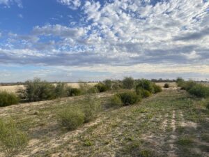 Three rows of green shrubs in a paddock