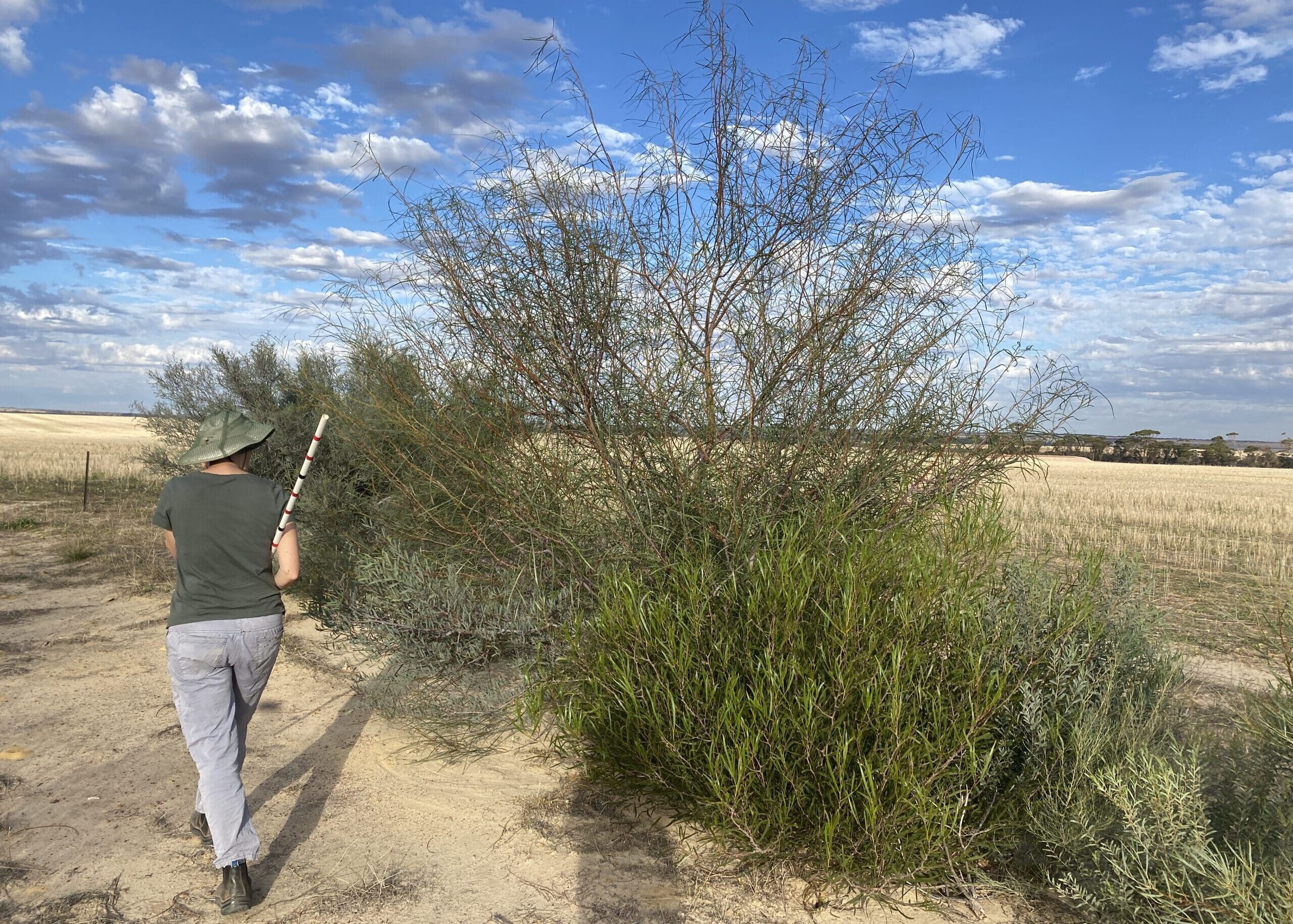 Person walking towards a row of shrubs