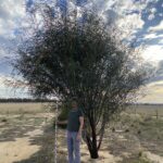 Woman standing with a white pole next to a tree