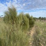 Dense green shrubs in a row