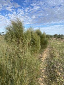 Dense green shrubs in a row