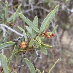 Close up photo of leaves and small red flowers