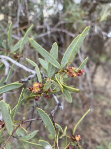 Close up photo of leaves and small red flowers