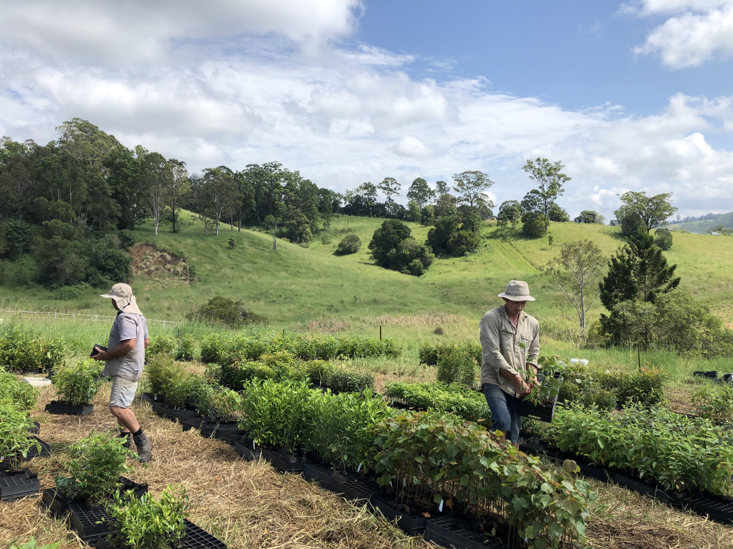 Two men standing in-between rows of seedlings on a grassy hill