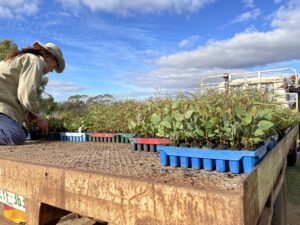 Person unloading seedlings tray off the back of a ute tray