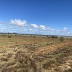 Paddock with lines ripped ready for tree planting