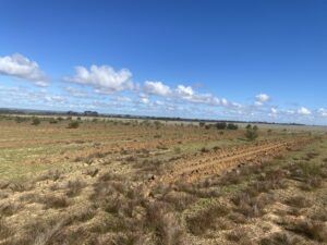 Paddock with lines ripped ready for tree planting