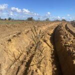 Acacia acuminata seedling planted in the middle of a rip line