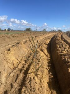 Acacia acuminata seedling planted in the middle of a rip line