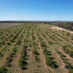 Drone photo of successful native tree planting project with