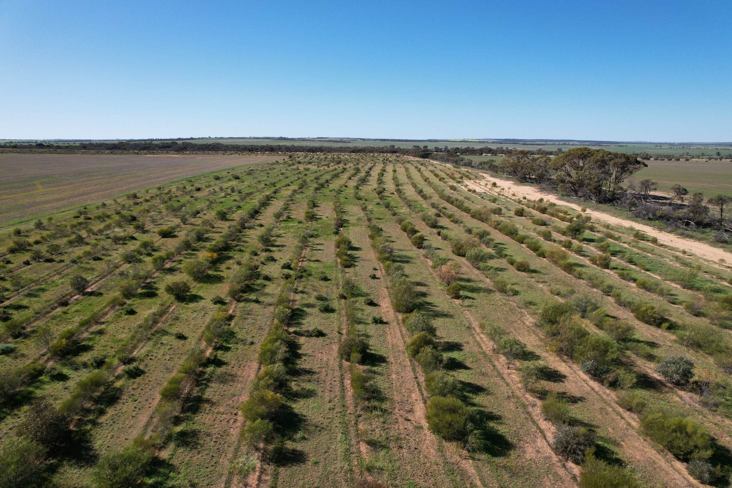 Drone photo of successful native tree planting project with