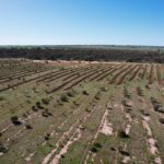 Drone photo of tree planting project