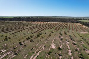 Drone photo of tree planting project