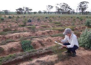 Women crouching next to planting rows holding a clipboard.