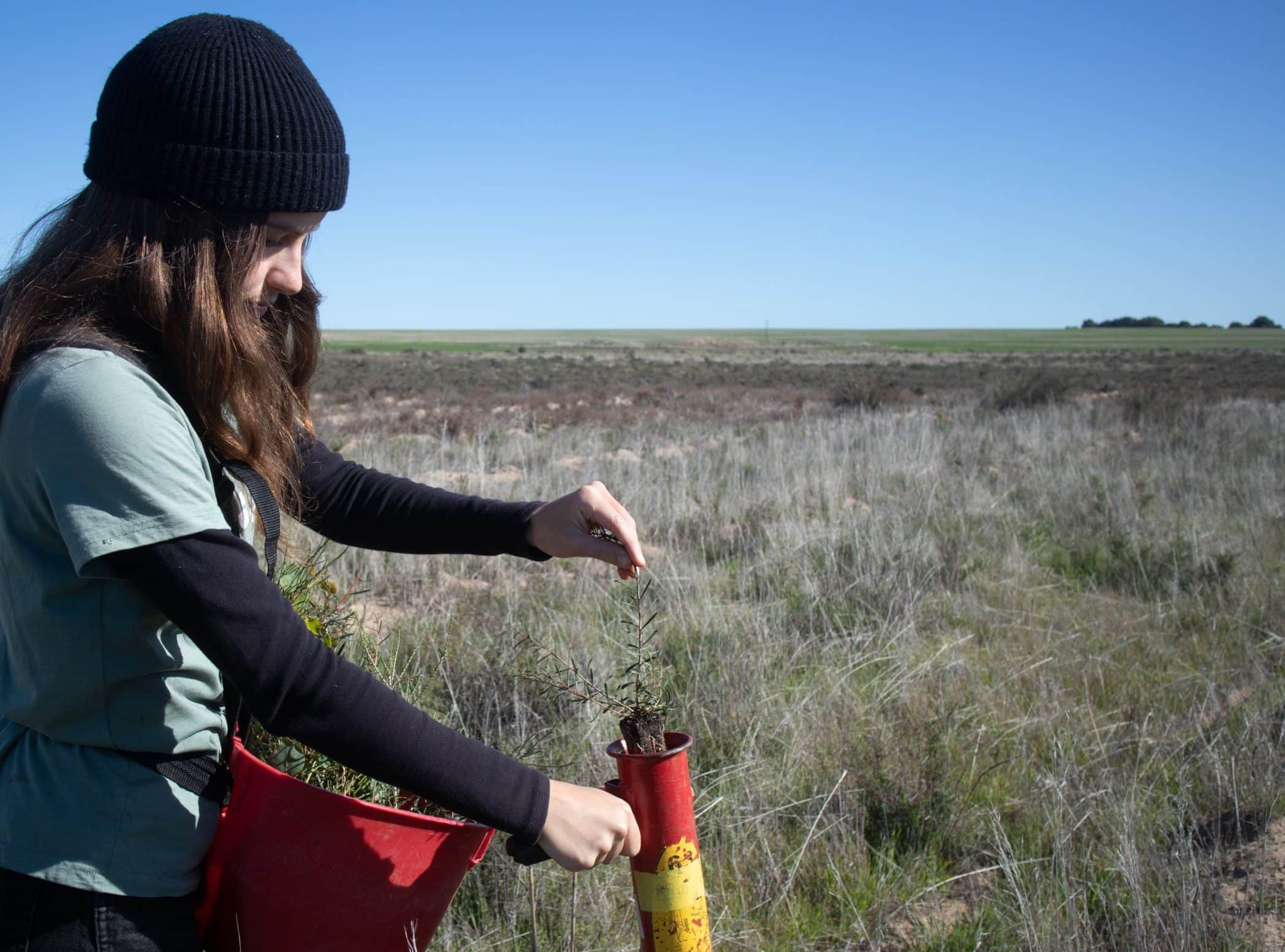 Woman putting a seedling into a hand held tree planting device