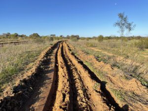 Ripped planting line in yellow soil