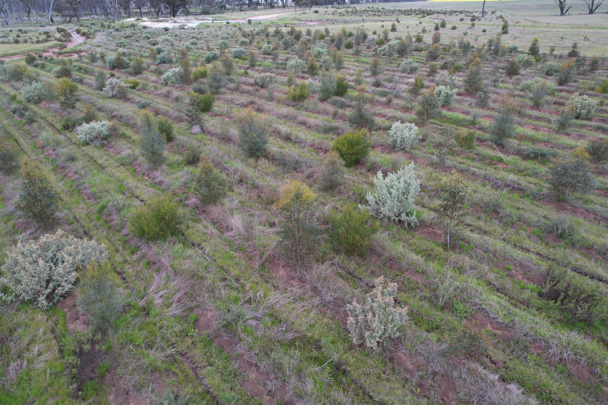 Low drone photo of planting rows