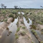 Waterlogged planting site