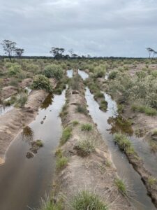 Waterlogged planting site