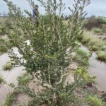 Tree growing on top of planting row with water and weeds surrounding row mound