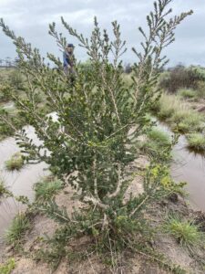 Tree growing on top of planting row with water and weeds surrounding row mound