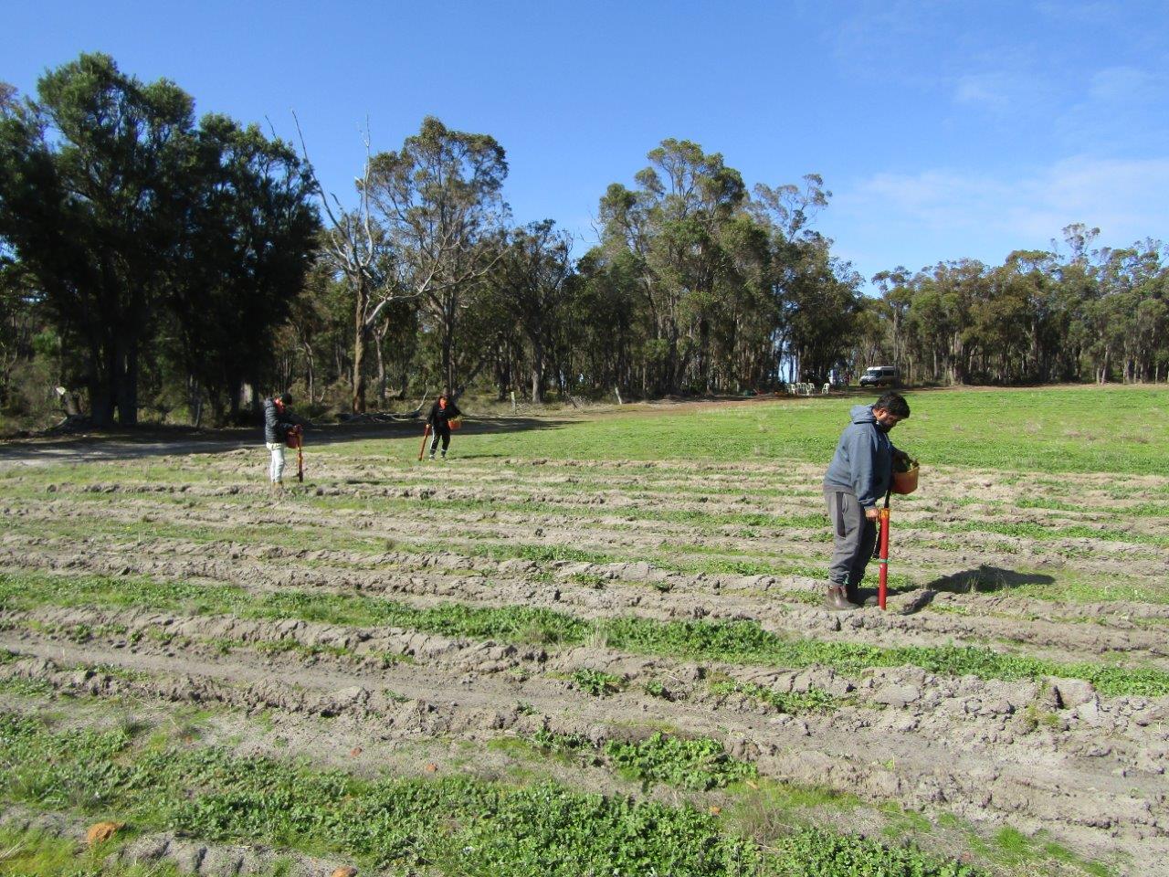 Three people planting on a paddock