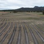 Drone photo of planting lines with mountain range in the background